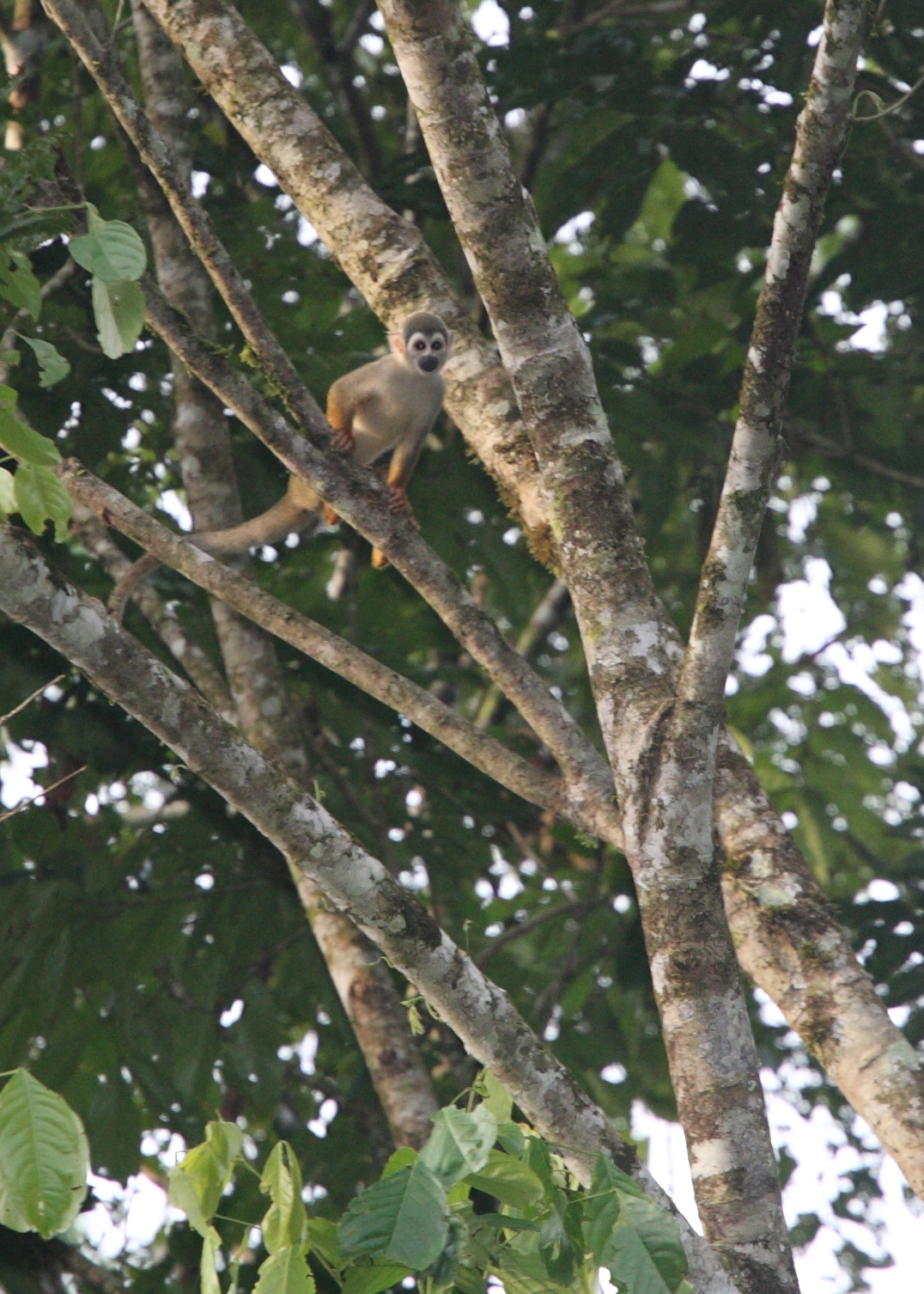 Squirrel monkey (mono titi)