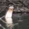 Giant river otter