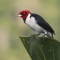 Red-capped cardina