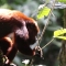 Red howler monkey (coto rojo)