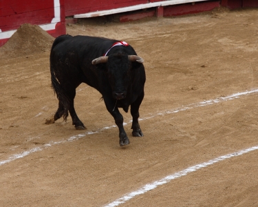 The bull