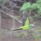 Parakeets in flight