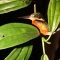 Pygmy kingfisher
