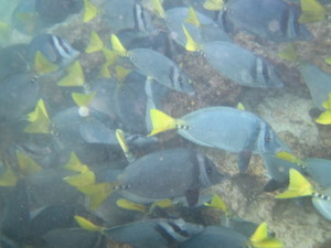 2011-01-26-fish