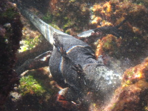 2011-01-26 iguana